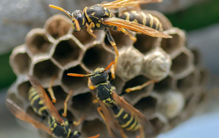 wasps and hornets in hilliard florida