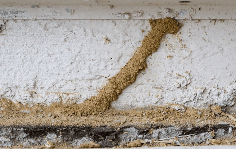 termite mud tubs going up the exterior wall of a jacksonville florida home