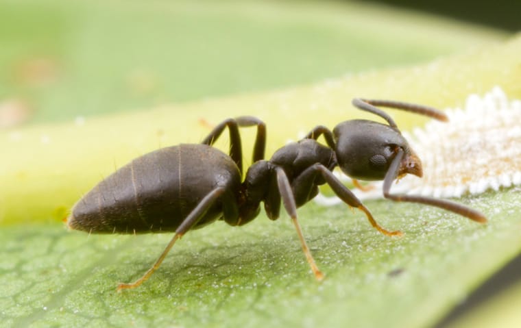 white footed ant on a leaf