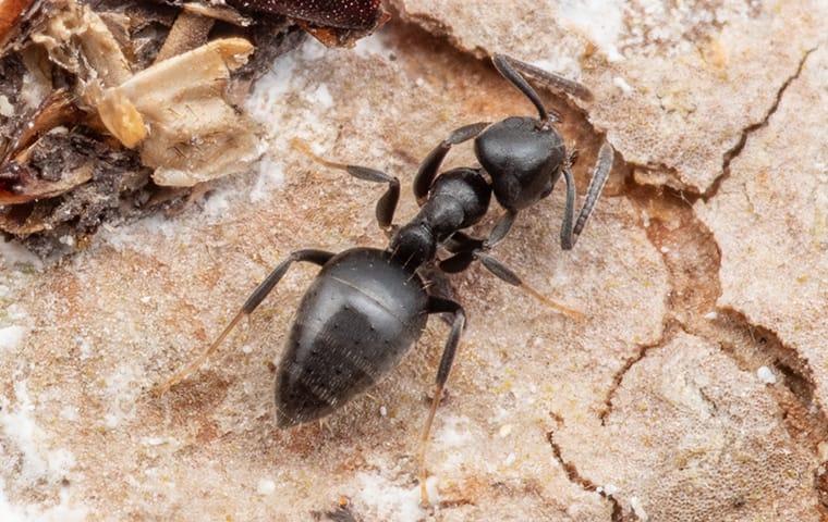 white footed ants crawling outside of a jacksonville florida home