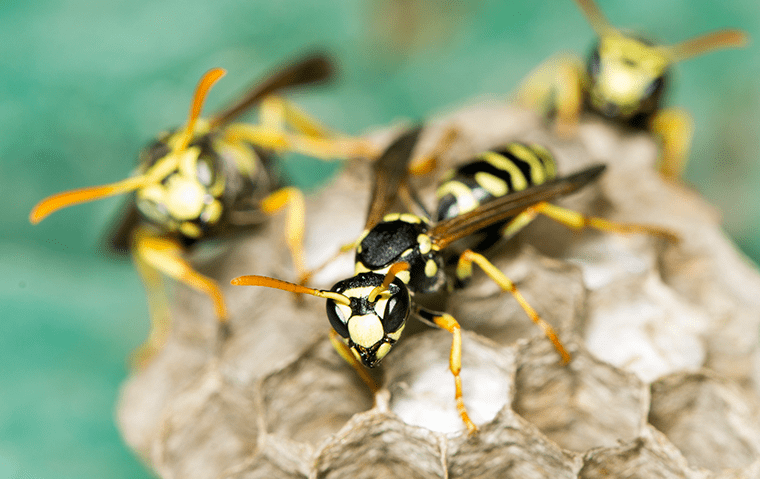 yellow jackets on a nest outside a home in saint johns florida