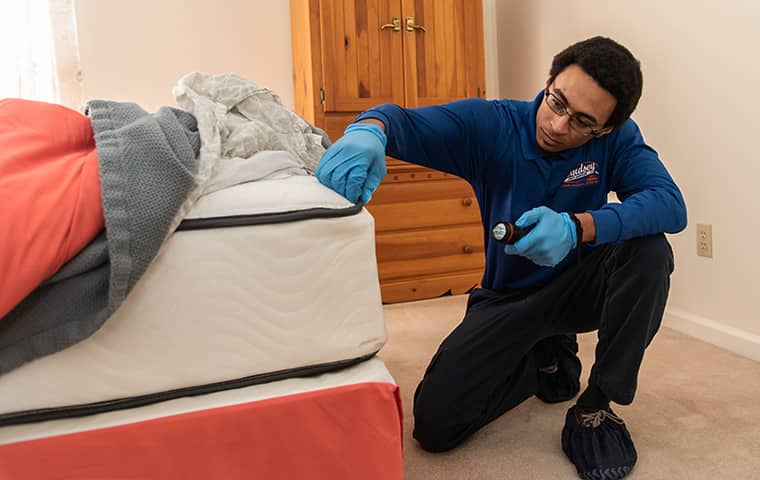 a pest technician inspecting for bed bugs in a yulee florida home