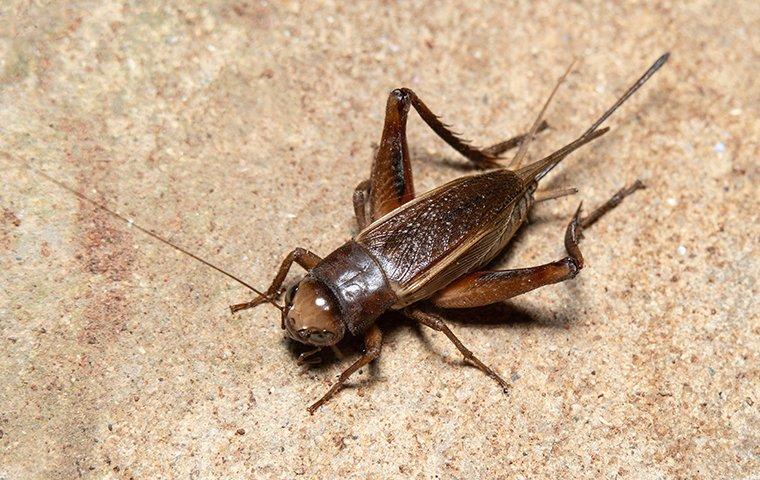 Blog Are Crickets In New Braunfels Tx Dangerous