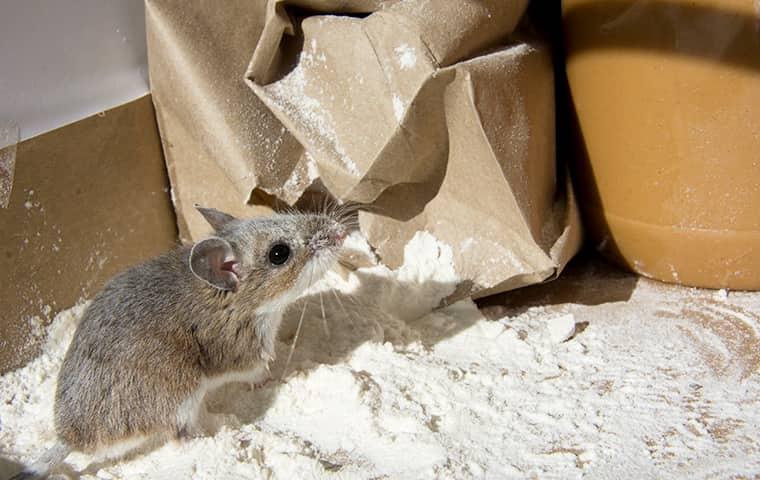 mouse eating flour in kitchen