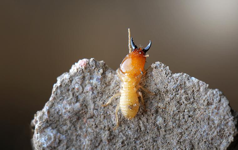 close up of termite