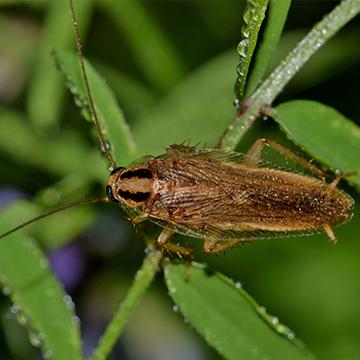 cockroach on leaf
