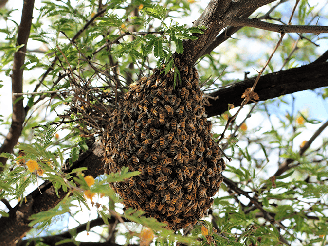 africanized killer bees swarm in tucson az