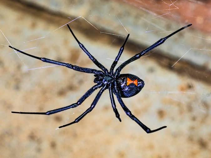 black widow spider inside tucson az home