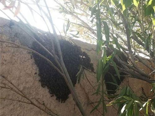 honey bee swarm on a wall in tucson