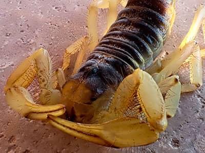 close up of an arizona bark scorpion
