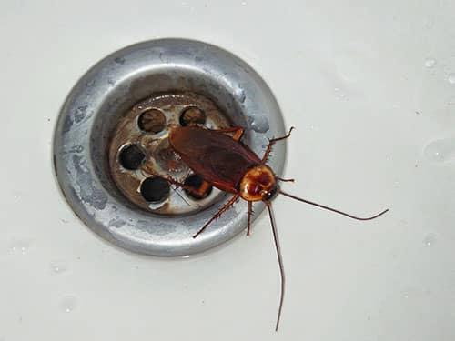cockroach climbing out of kitchen sink drain in phoenix