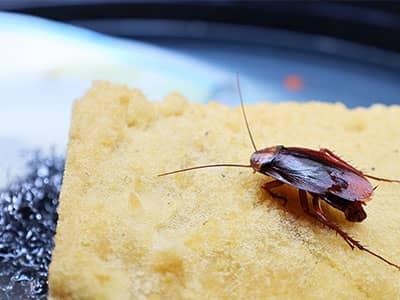 roach crawling on sponge in tucson home