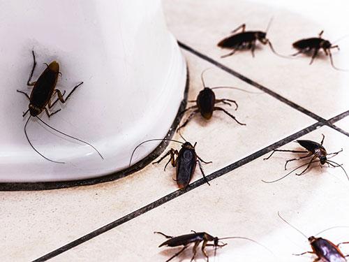cockroaches inside bathroom in arizona home