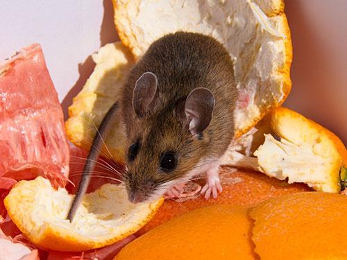 mouse inside a tucson home feeding on scraps left on kitchen table