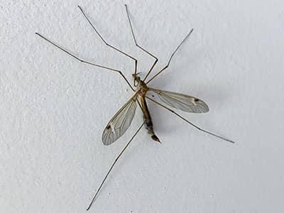 crane fly on the wall of a tucson home