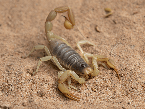 desert hairy scorpions are common in southern arizona