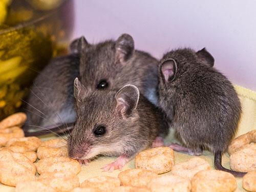 look inside arizona home with a mouse infestation