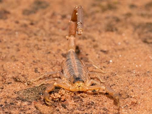 Learn More About The Types Of Pests You'll Most Likely See During Monsoon Season In AZ scoprion looking for higher ground near az home during monsoon season