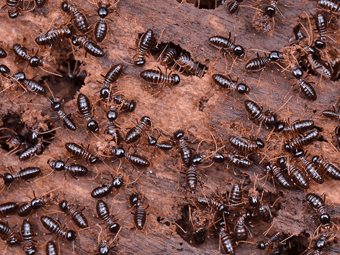 termite infestation inside a wall of a tucson az home