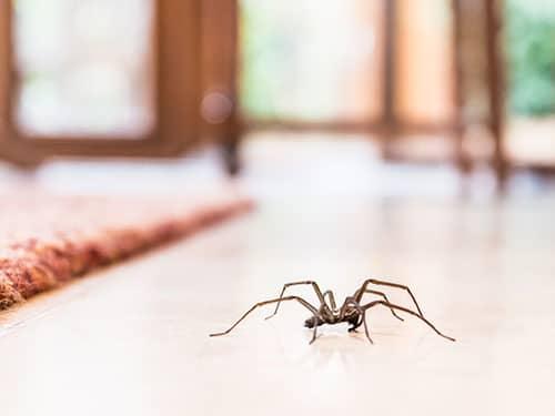 spider crawling across floor of a phoenix home