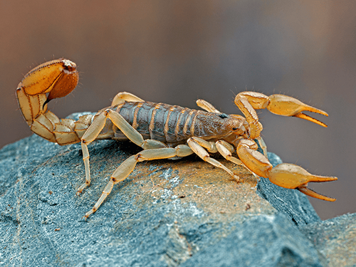 scorpion on a rock outside a tucson az home