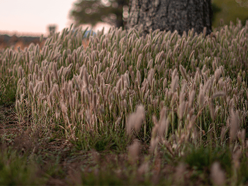 foxtail weeds in tucson az
