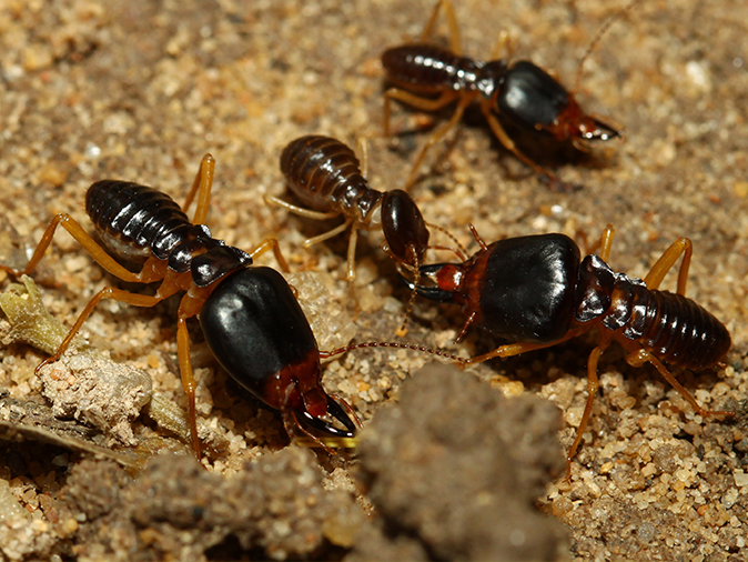 subterranean termites active inside a southern AZ home