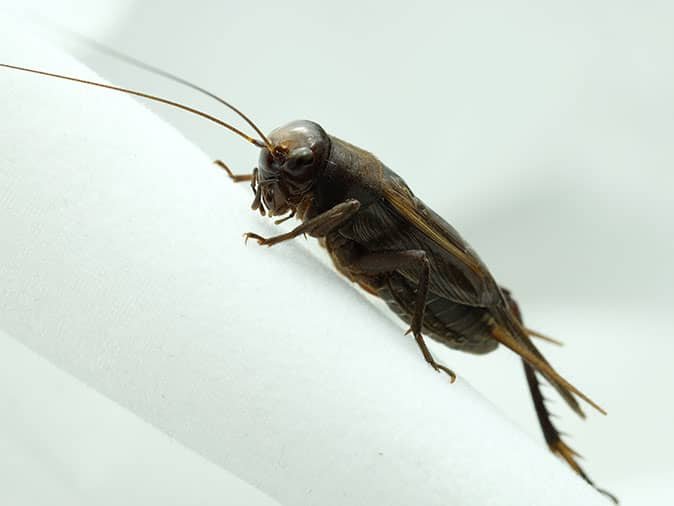 Tucson Homeowners Are Finding Crickets In The Bathroom This Summer