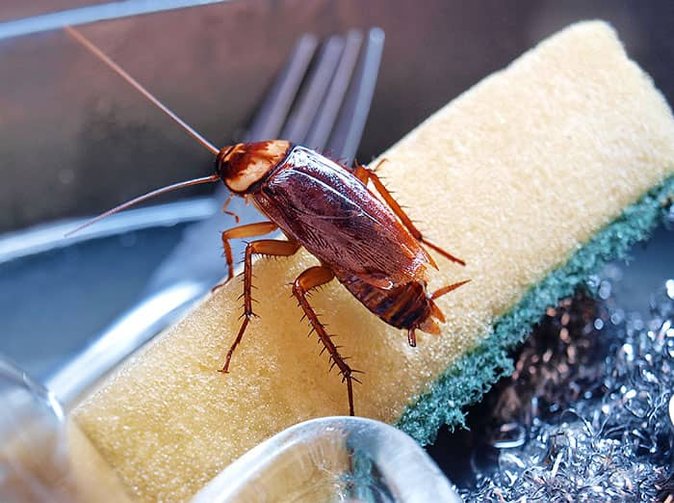 cockroach crawling over dirty dishes in the sink