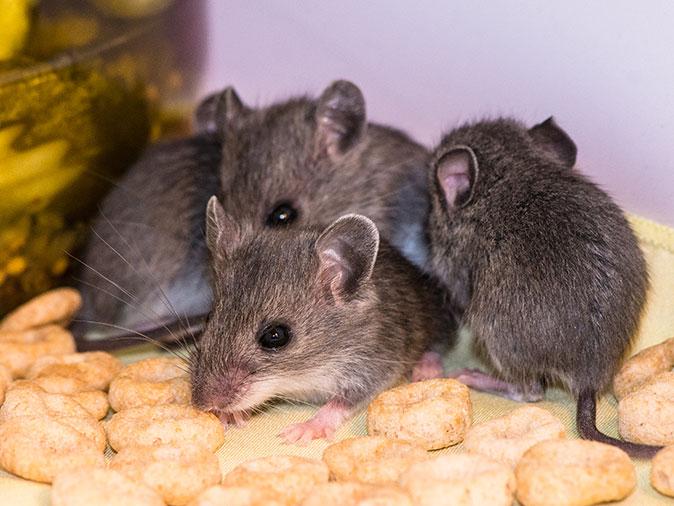 House Mouse Pictures