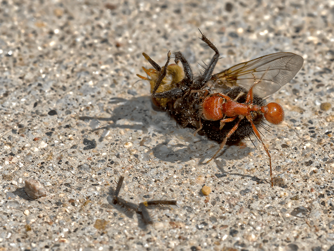 harvester ant in arizona attacking a fly
