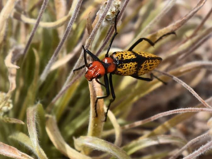 blister beetle in phoenix arizona