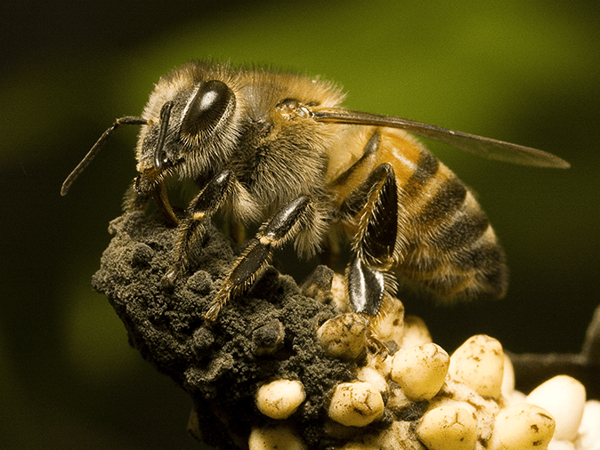 africanized honey bee outside a tucson az home