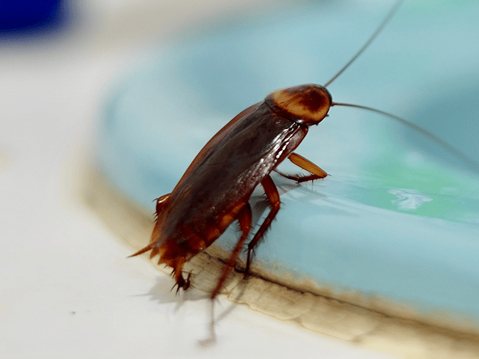 American Cockroaches In Tucson Az 