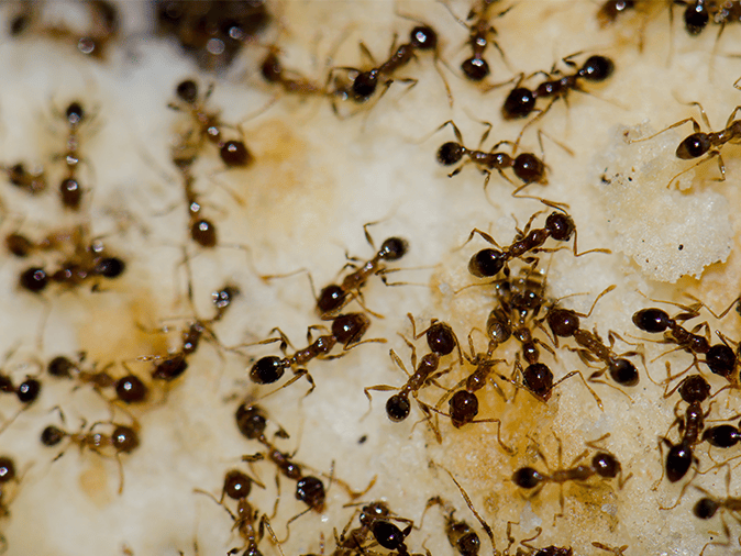 cluster of argentine ants inside an Arizona home