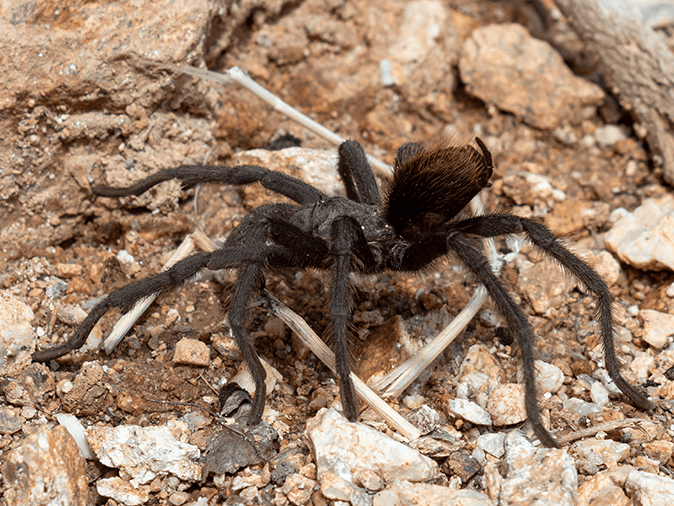 arizona brown spider outside a tucson home