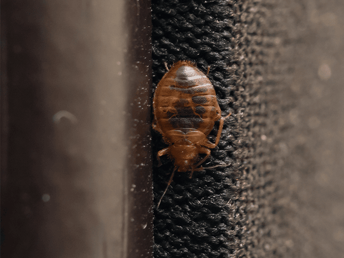 a bed bug crawling on upholstered furniture in phoenix home