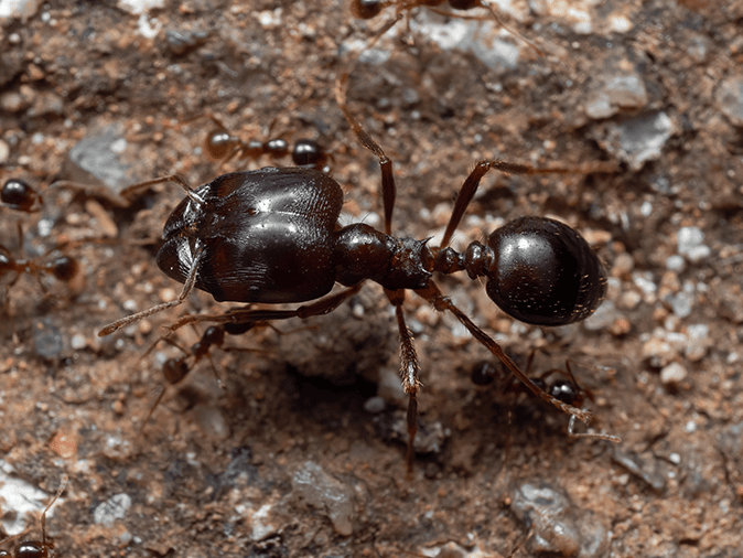 Big Headed Ant Information & FAQ Center For AZ Residents a big headed ant outside tucson az home