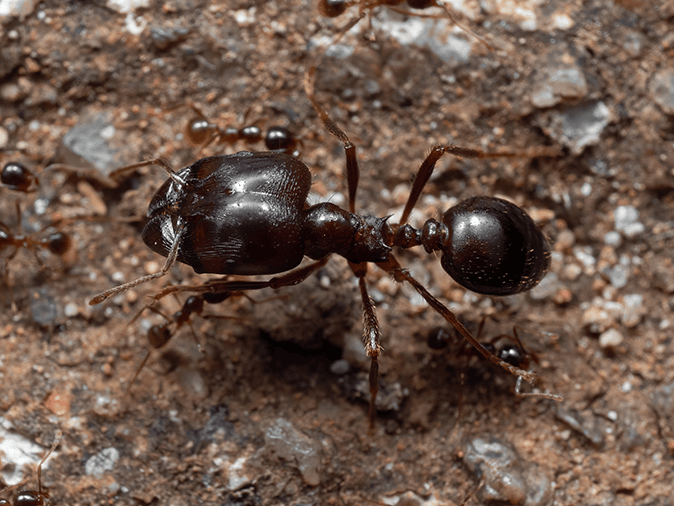 a big headed ant outside tucson az home