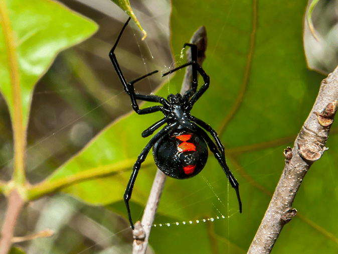 black widow spider in phoenix az yard