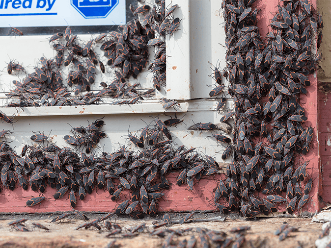 Read More About Box Elder Bugs In Arizona box elder bugs trying to get inside tucscon az home