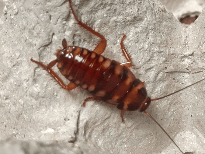 Arizona's Information Center For Brown-Banded Cockroaches a brown-banded roach in tucson az home