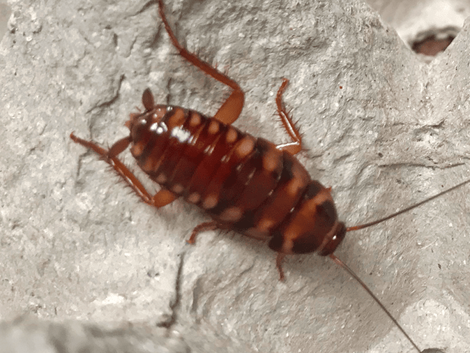 a brown-banded roach in tucson az home