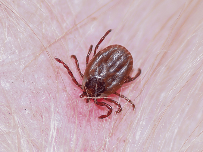 Learn More About Brown Dog Ticks & Tick-Bourne Illnesses In Arizona brown dog tick in arizona