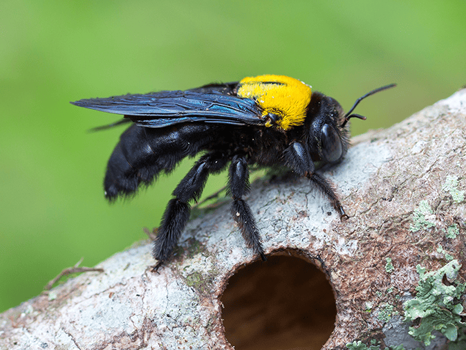 carpenter bee on a tree branch overhanging arizona home roof