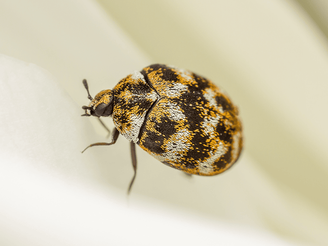 carpet beetle in tucson home