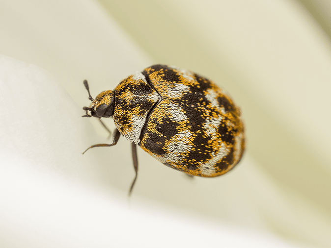 Learn More About Carpet Beetles In Arizona carpet beetle in tucson home