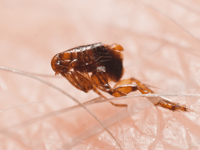 Find Out More Information About Cat Fleas In Arizona cat flea on person in phoenix az