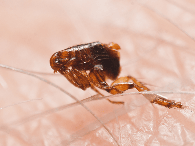 flea under a microscope on human skin