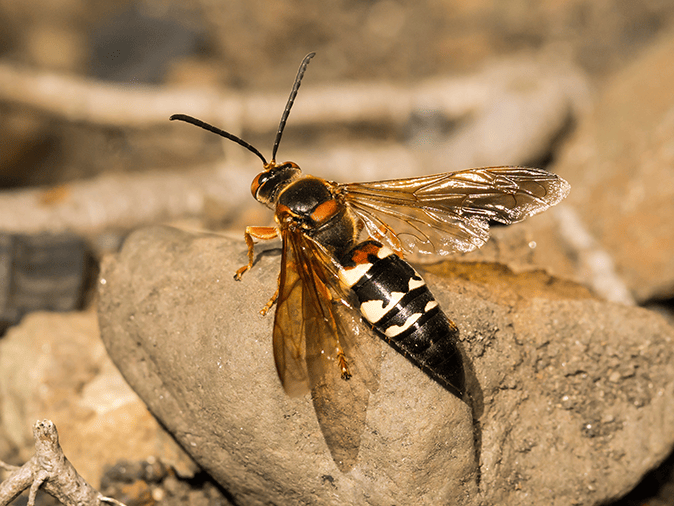 cicada killer wasps outside it's den looking for food
